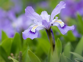 Iris cristata